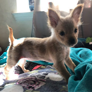 Meet your Posher, Hector